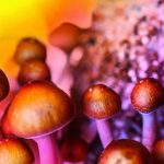 Magic Shrooms: Forms, Storage, and Where to Find Them